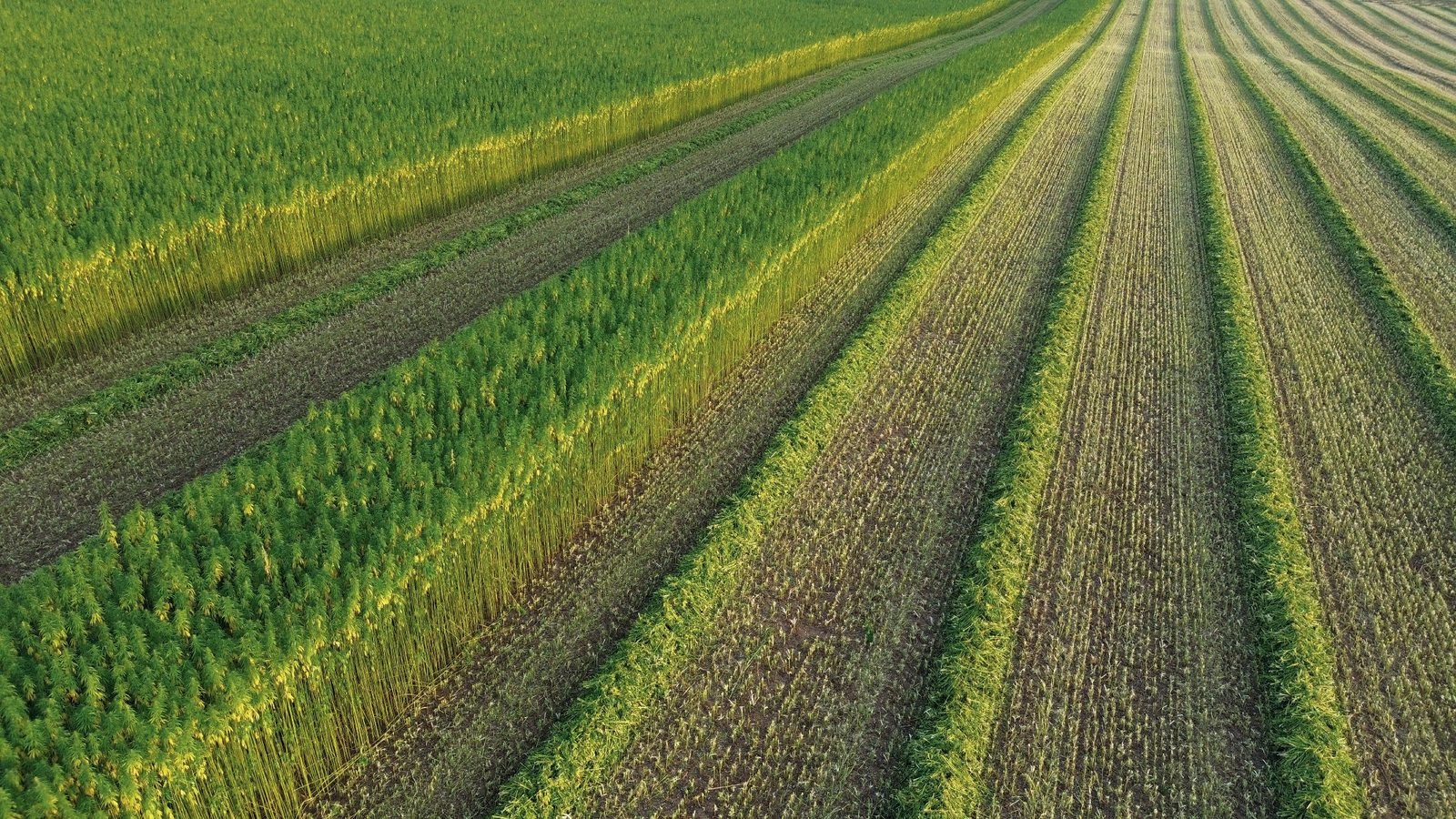 Pramoninių kanapių laukas Švedijoje